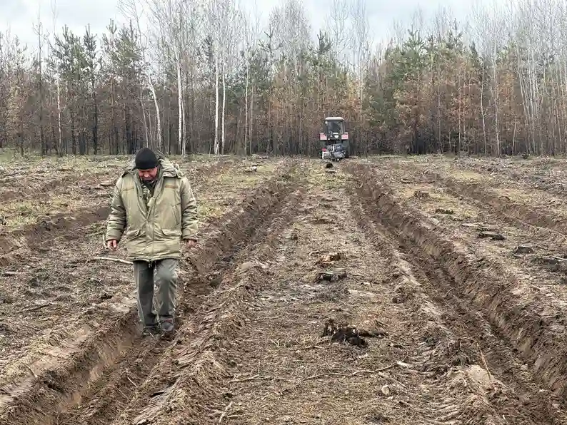 У Новосанжарському лісництві на Полтавщині відновлюють ліси після масштабної пожежі