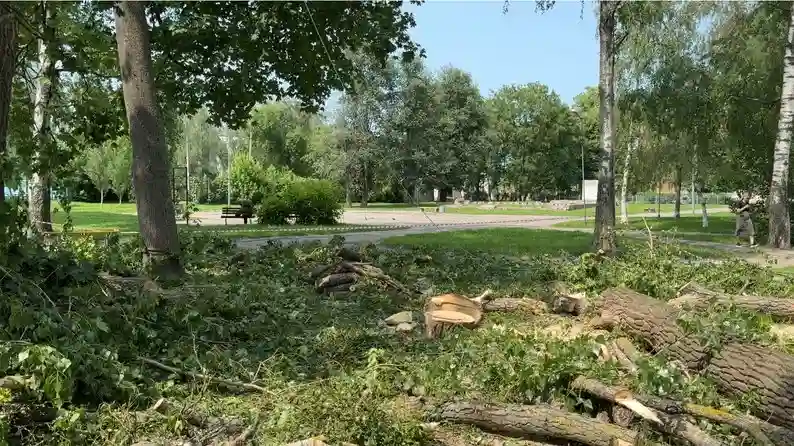 У Полтаві критична ситуація з аварійними деревами: місто працює в посиленому режимі